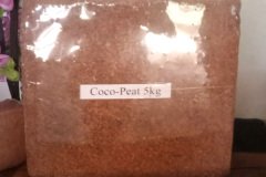 golden_coco_sri_lanka_10