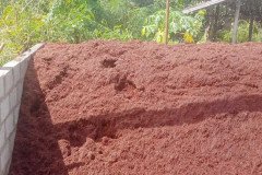 golden_coco_sri_lanka_21