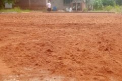 golden_coco_sri_lanka_23