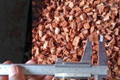 golden_coco_sri_lanka_6