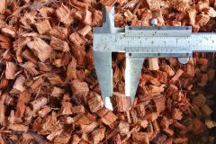 golden_coco_sri_lanka_7