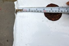 golden_coco_sri_lanka_14