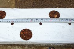 golden_coco_sri_lanka_17