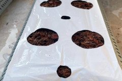 golden_coco_sri_lanka_30